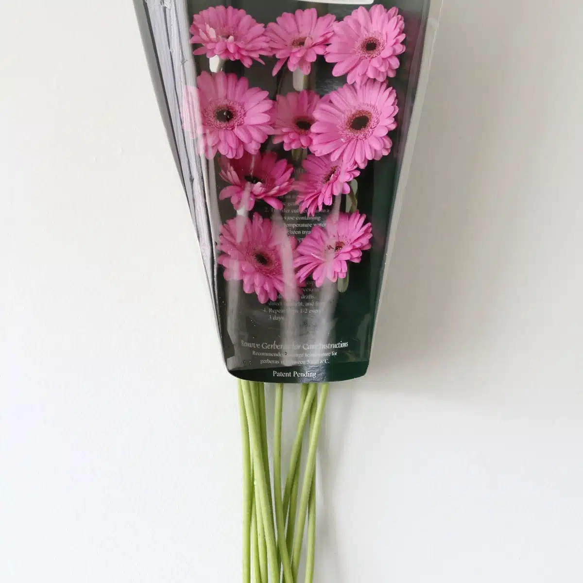 Mini Gerbera Dolcetto (Bulk DIY)
