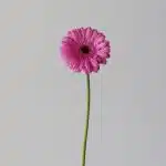 Mini Gerbera Dolcetto (Bulk DIY)