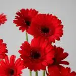 Mini Gerbera Vuelta (Bulk DIY)
