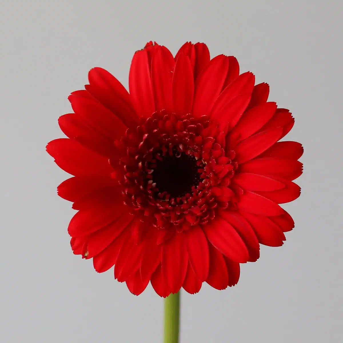 Mini Gerbera Vuelta Bulk