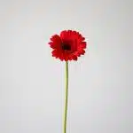 Mini Gerbera Vuelta (Bulk DIY)