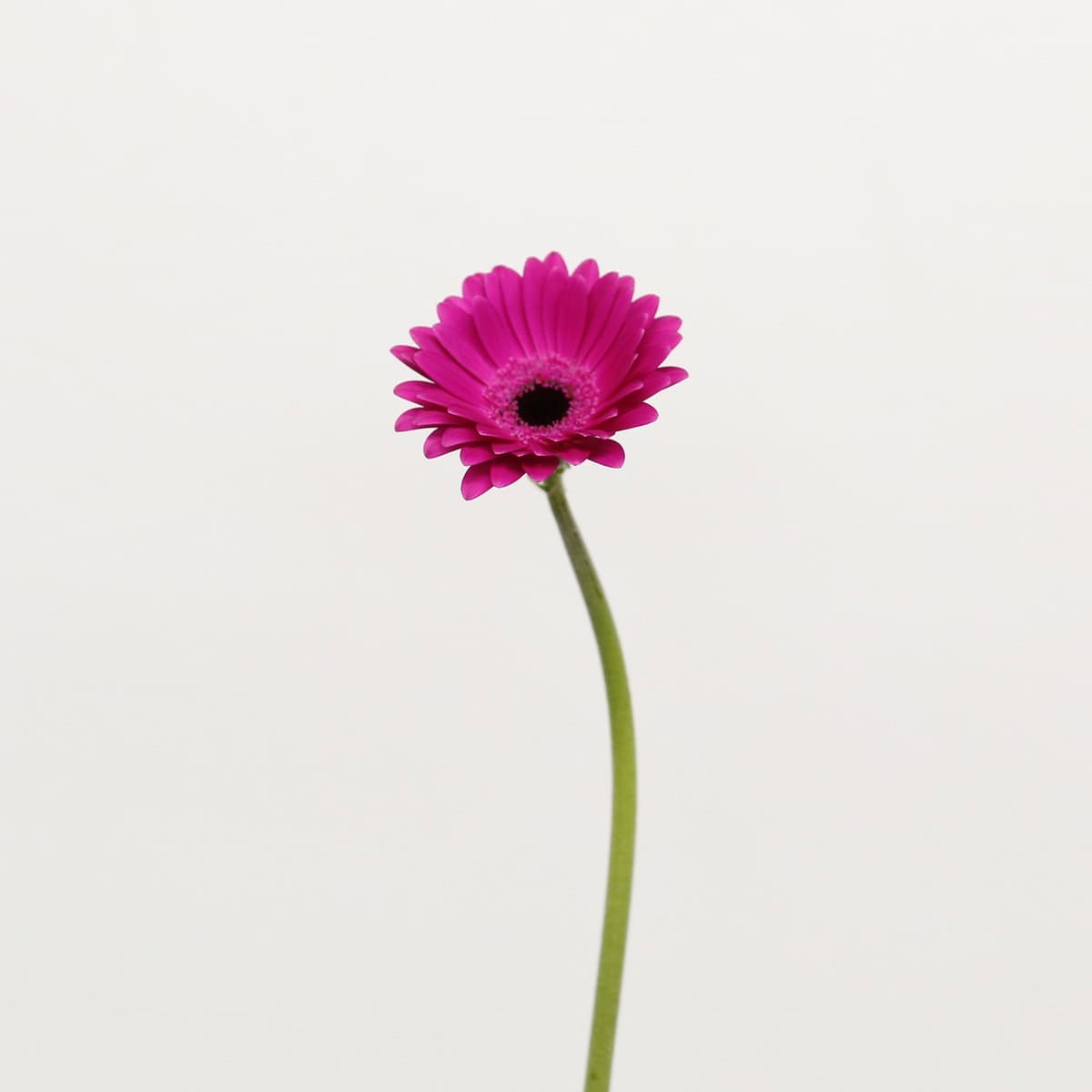 Mini Gerbera Anna (Bulk DIY)