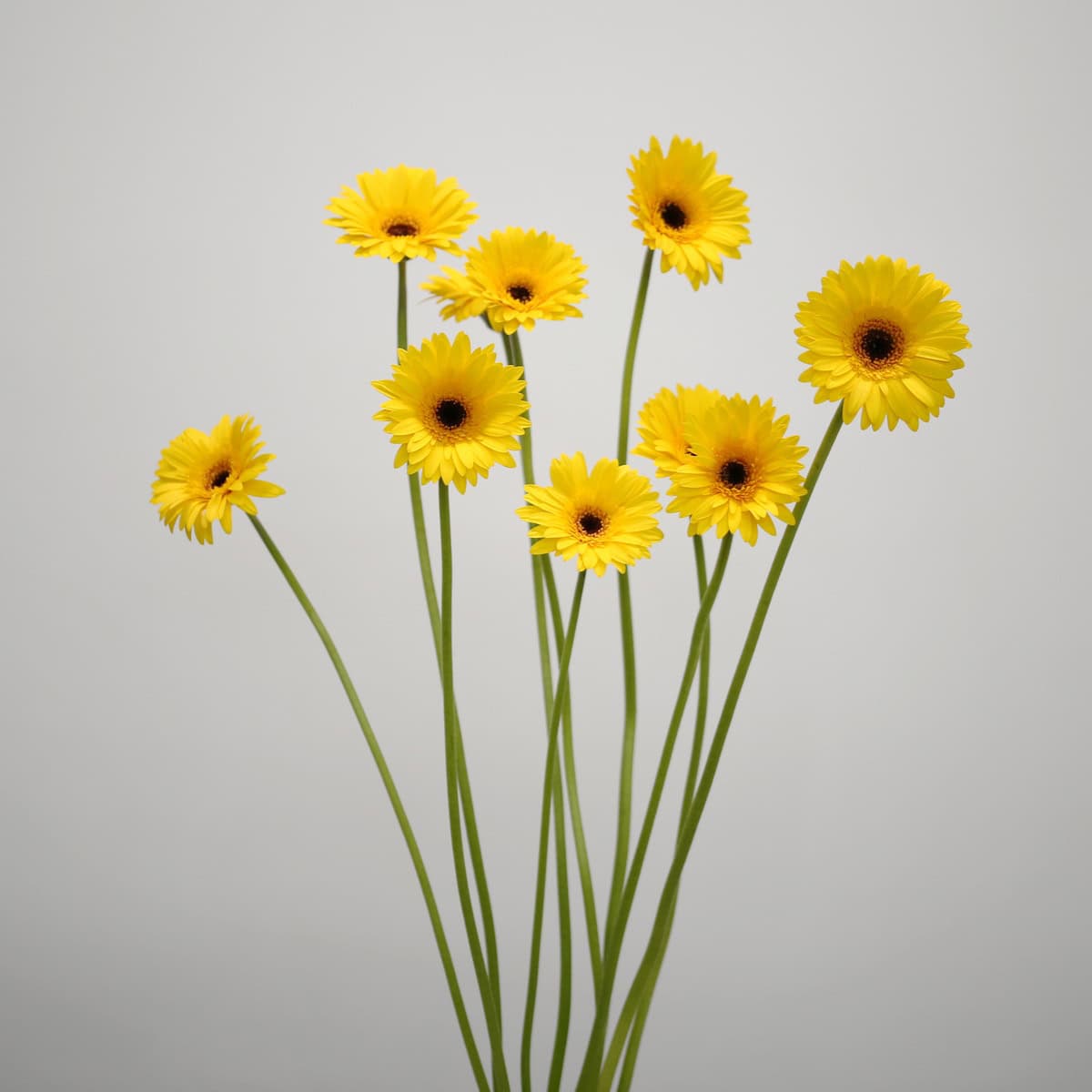 Mini Gerbera Bravia