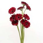 Mini Gerbera Black Tie (Bulk DIY)