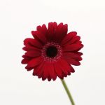 Mini Gerbera Black Tie (Bulk DIY)
