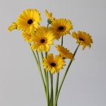 Mini Gerbera Claro (Bulk DIY)