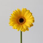 Mini Gerbera Claro (Bulk DIY)