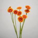 Mini Gerberas Franky - en vrac