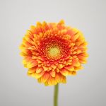 Mini Gerberas Franky - en vrac