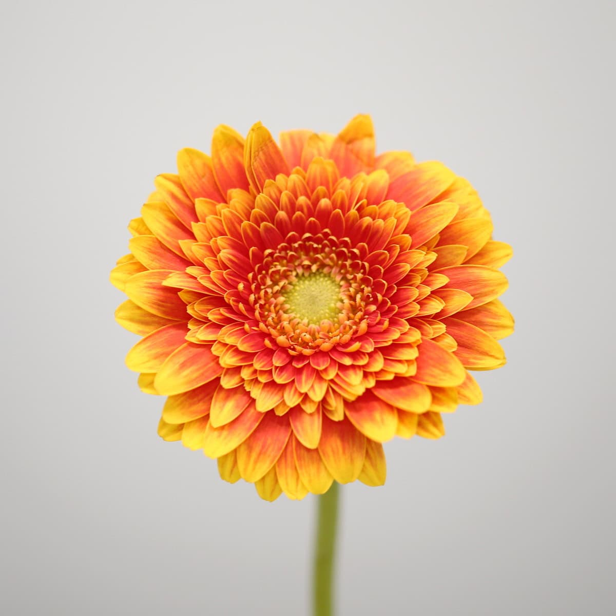 Mini Gerbera Franky