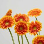 Mini Gerberas Franky - en vrac