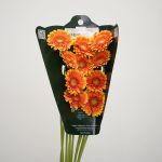 Mini Gerberas Franky - en vrac