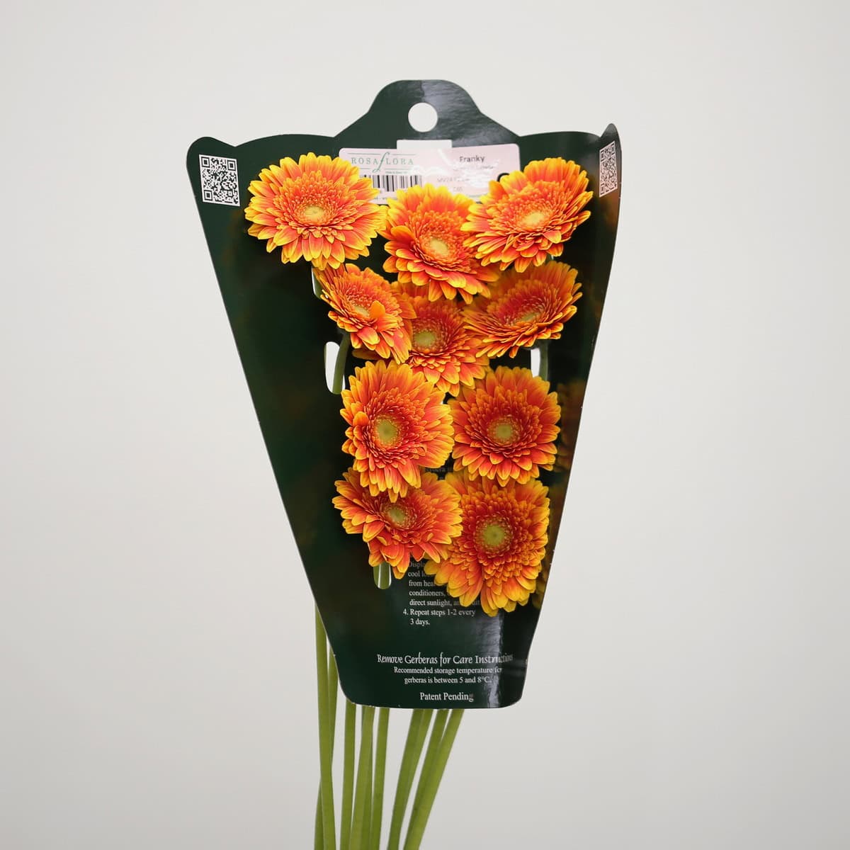 Mini Gerberas Franky - en vrac