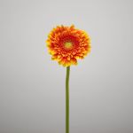 Mini Gerberas Franky - en vrac