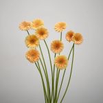 Mini Gerbera Larissa (Bulk DIY)