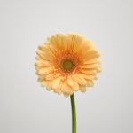 Mini Gerbera Larissa (Bulk DIY)
