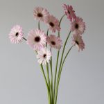 Mini Gerberas Lollipop - en vrac