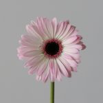 Mini Gerberas Lollipop - en vrac