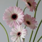 Mini Gerberas Lollipop - en vrac