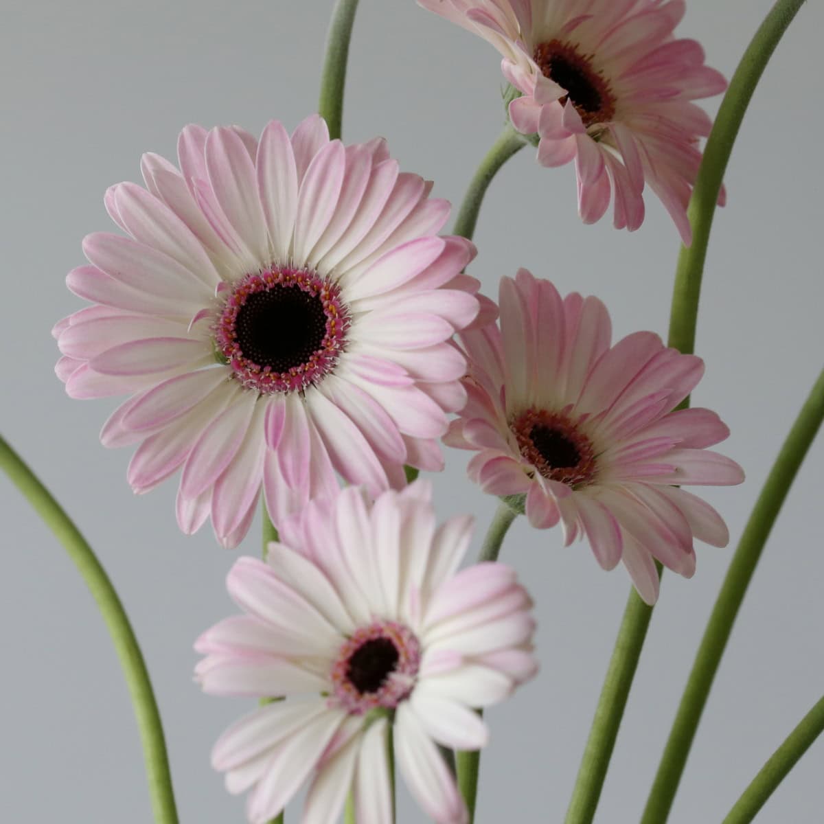 Mini Gerberas Lollipop - en vrac