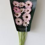 Mini Gerberas Lollipop - en vrac