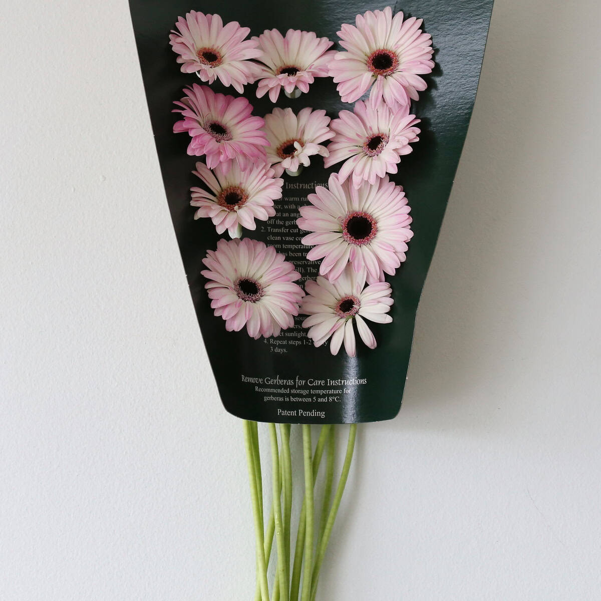 Mini Gerberas Lollipop - en vrac