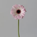 Mini Gerberas Lollipop - en vrac