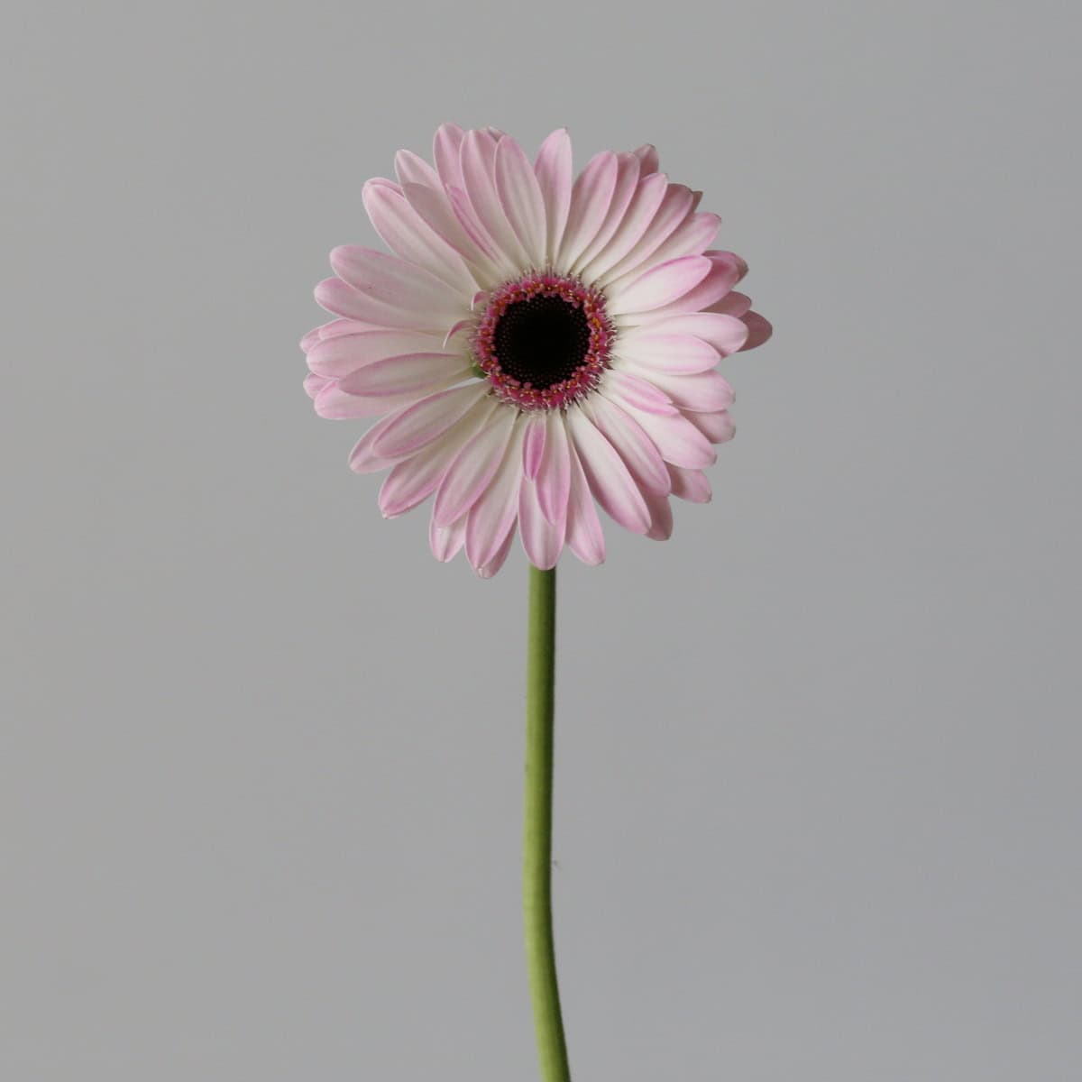 Mini Gerberas Lollipop - en vrac