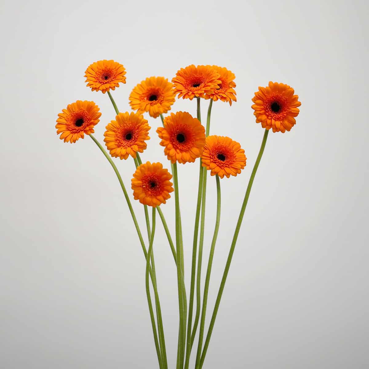 Mini Gerbera Madison
