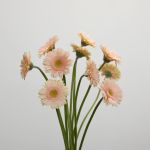 Mini Gerberas Pelican - en vrac