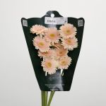 Mini Gerberas Pelican - en vrac