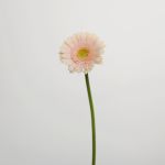 Mini Gerberas Pelican - en vrac