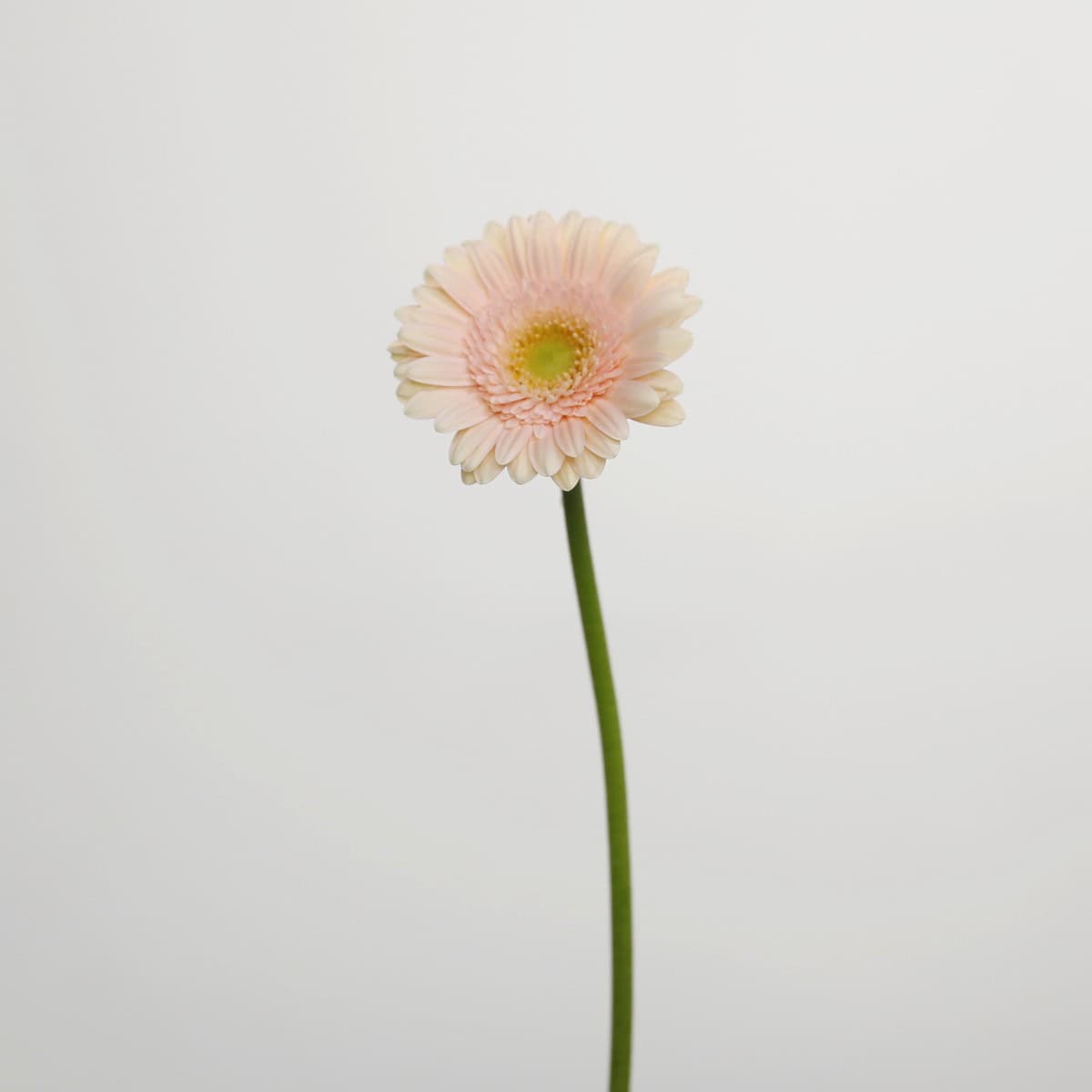 Mini Gerberas Pelican - en vrac
