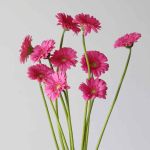 Mini Gerbera Sympathy (Bulk DIY)