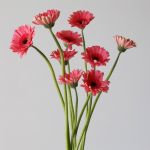 Mini Gerbera Vidal (Bulk DIY)