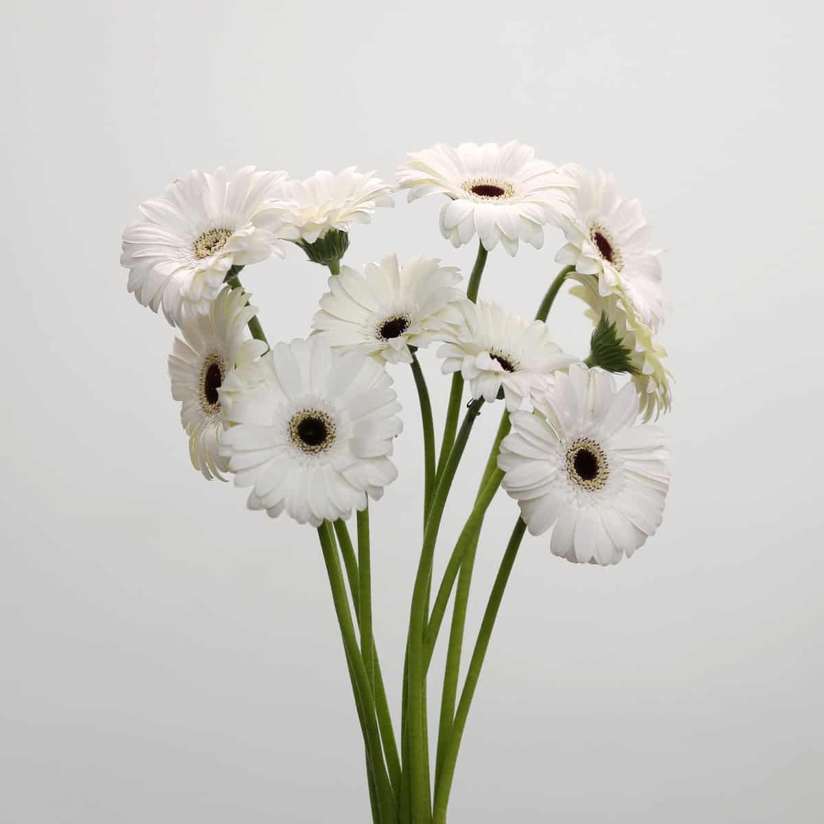 Mini Gerbera Whity