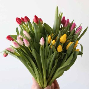 Bulk Single Tulips
