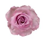 Bulk Blue Dream Roses – 50 cm