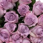 Bulk Blue Dream Roses – 50 cm