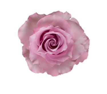 Blue Dream Rose