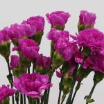 Lavender Carnations