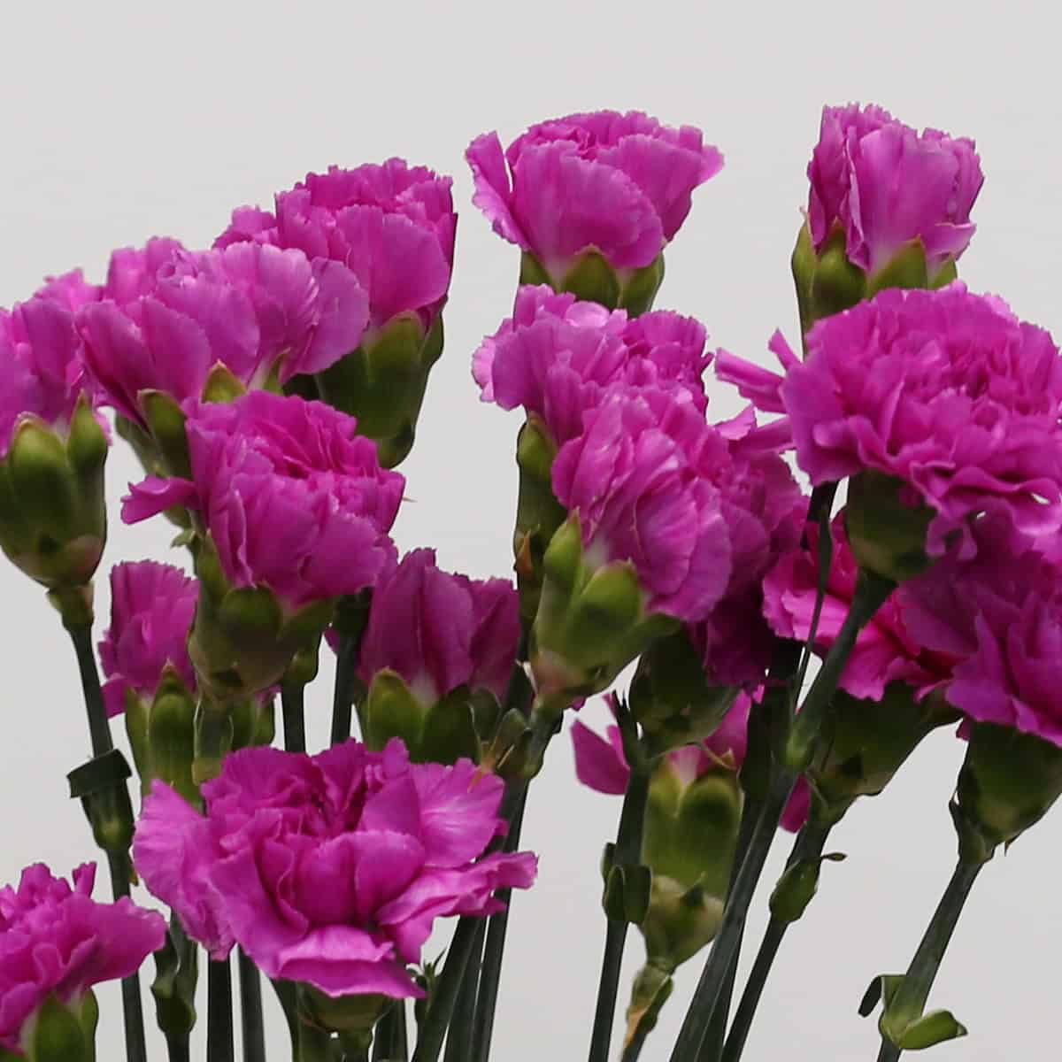 Lavender Carnations