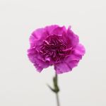 Lavender Carnations
