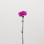 Lavender Carnations