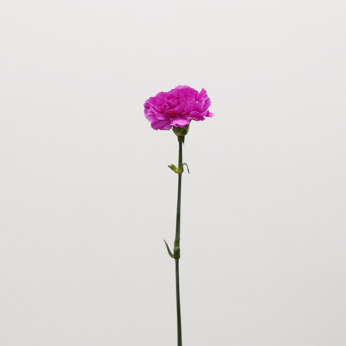 Lavender Carnations
