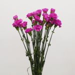 Lavender Carnations