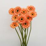 Gerbera Dino (Bulk DIY)