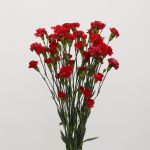 Assorted Mini Carnations