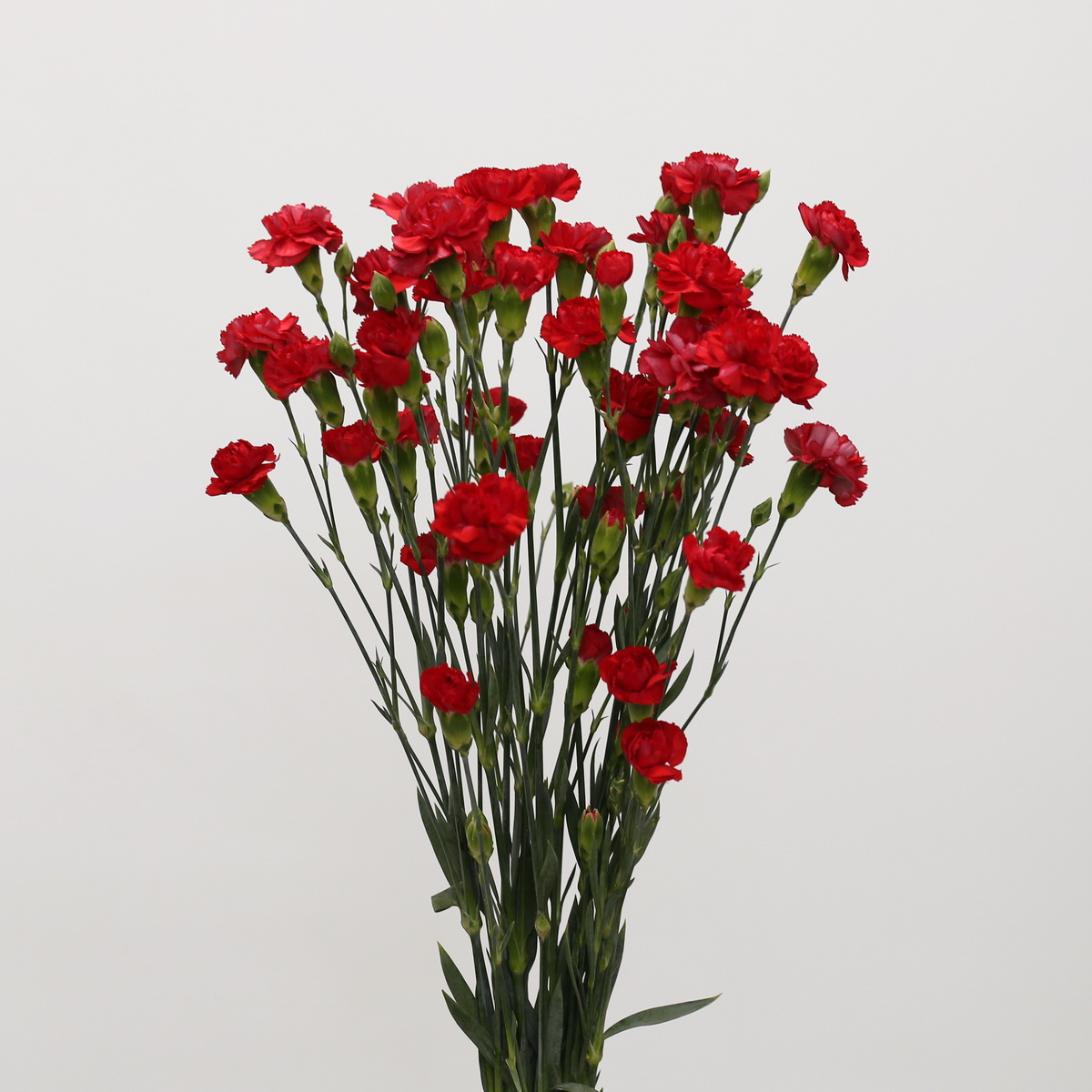 Assorted Mini Carnations