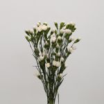 Assorted Mini Carnations